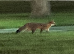 Urocyon cinereoargenteus