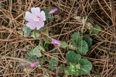 Malva hispanica
