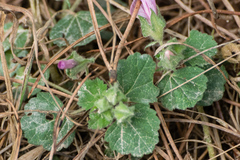 Malva hispanica