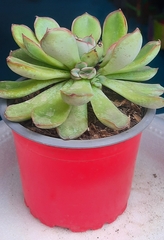 Echeveria pulidonis