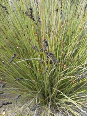 Juncus patens