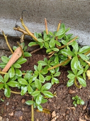 Talinum fruticosum