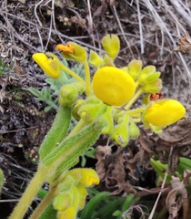Calceolaria crenata