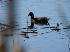 Fulica rufifrons