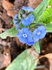 Cynoglossum creticum