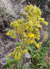 Calceolaria crenata