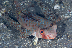 Dactyloptena orientalis