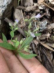Collinsia childii