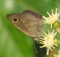 Ypthima asterope