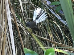 Rhipidura fuliginosa fuliginosa