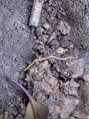 Myriapoda