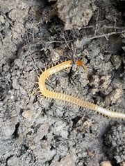Myriapoda
