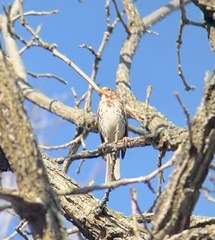Passerella iliaca iliaca