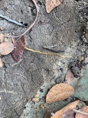 Myriapoda