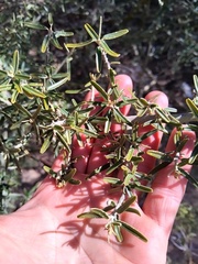 Atamisquea emarginata