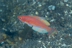 Paracheilinus flavianalis