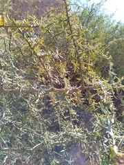 Atamisquea emarginata