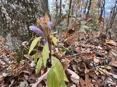 Gentiana decora