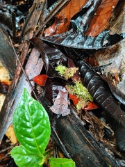 Rhinella castaneotica