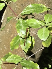 Xanthocnemis zealandica