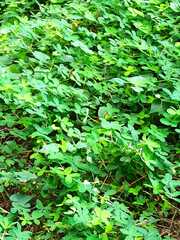 Arachis pintoi