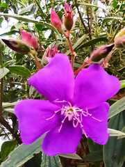 Tibouchina