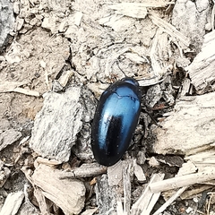 Aulacocheilus sibiricus