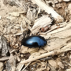 Aulacocheilus sibiricus