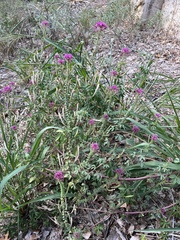 Polanisia dodecandra riograndensis