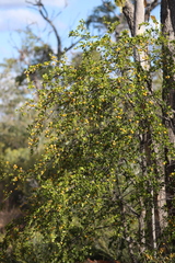Petalostigma banksii