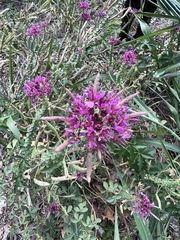 Polanisia dodecandra riograndensis