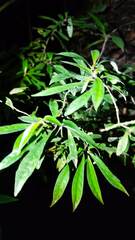 Melicytus ramiflorus