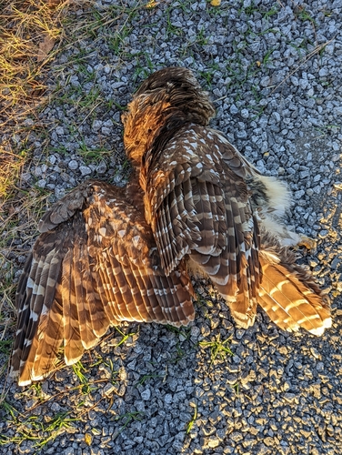 Barred Owl photographed in Alabama