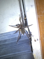 Araneae