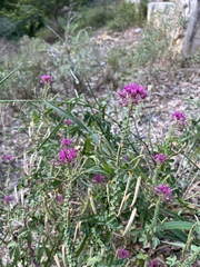 Polanisia dodecandra riograndensis