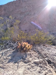 Trichocereus strigosus
