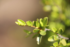 Petalostigma banksii