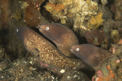 Gymnothorax thyrsoideus
