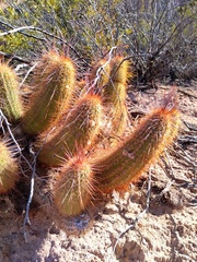 Trichocereus strigosus