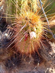 Trichocereus strigosus