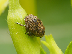 Acanthoscelidius