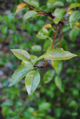 Pourthiaea villosa
