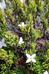 Arcytophyllum thymifolium