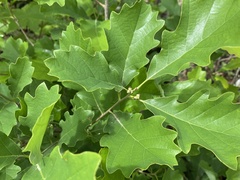 Quercus prinoides