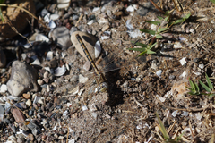 Erpetogomphus