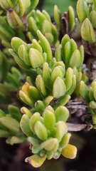 Arcytophyllum thymifolium