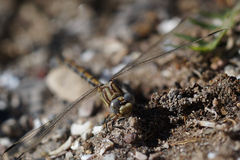 Erpetogomphus