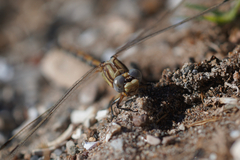 Erpetogomphus