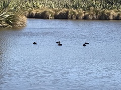 Aythya novaeseelandiae