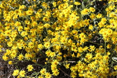 Senecio pterophorus
